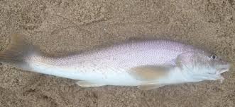 Image result for Menticirrhus americanus