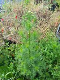 Attēlu rezultāti vaicājumam “Tripleurospermum inodorum”