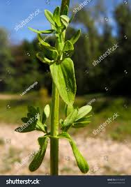 Attēlu rezultāti vaicājumam “Hypericum perforatum leaf”