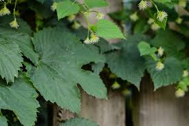 Attēlu rezultāti vaicājumam “Humulus lupulus”