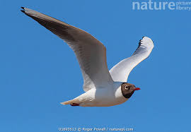 Attēlu rezultāti vaicājumam “Larus ridibundus”