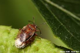 Attēlu rezultāti vaicājumam “Kleidocerys resedae imago”