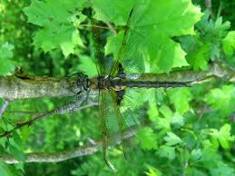 Attēlu rezultāti vaicājumam “Epitheca bimaculata”