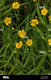 Attēlu rezultāti vaicājumam “Ranunculus lingua bud”