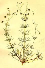 Attēlu rezultāti vaicājumam “Spergula arvensis”