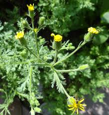 Attēlu rezultāti vaicājumam “Senecio viscosus flower”