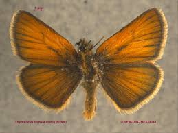 Attēlu rezultāti vaicājumam “Thymelicus lineola female”