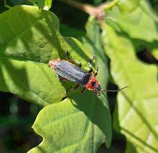 Attēlu rezultāti vaicājumam “Cantharis rustica imago”
