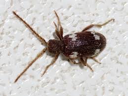 Attēlu rezultāti vaicājumam “Ptinus sp.”