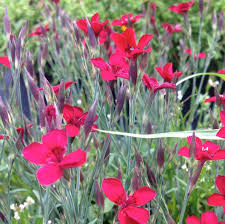 Attēlu rezultāti vaicājumam “Dianthus deltoides bud”