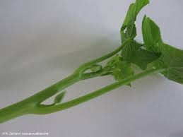 Attēlu rezultāti vaicājumam “Tropaeolum majus fruit”