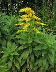 Image result for Solidago virgaurea