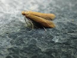 Attēlu rezultāti vaicājumam “Tischeriidae”