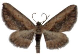 Attēlu rezultāti vaicājumam “Horisme vitalbata”