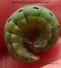 Attēlu rezultāti vaicājumam “Mamestra brassicae pupa”