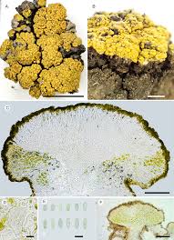 Attēlu rezultāti vaicājumam “Candelariella sp.”