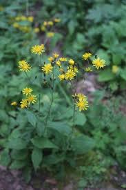 Attēlu rezultāti vaicājumam “Crepis paludosa leaf”