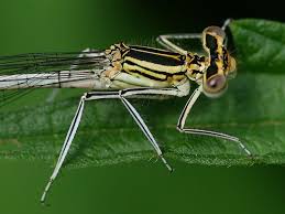 Attēlu rezultāti vaicājumam “Platycnemis pennipes”