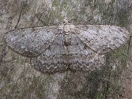 Attēlu rezultāti vaicājumam “Hypomecis punctinalis”