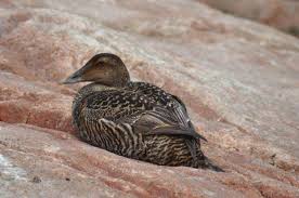 Attēlu rezultāti vaicājumam “Somateria mollissima”