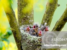 Attēlu rezultāti vaicājumam “Fringilla coelebs nest”
