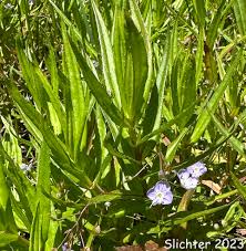 Attēlu rezultāti vaicājumam “Veronica scutellata bud”