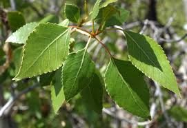 Attēlu rezultāti vaicājumam “Populus laurifolia”