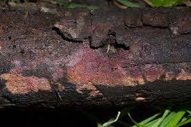 Attēlu rezultāti vaicājumam “Symphytocarpus flaccidus plasmodium”