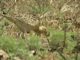 Image result for Numenius minutus