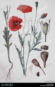 Image result for Papaver rhoeas