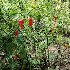 Afbeeldingsresultaat voor naga jolokia hot pepper