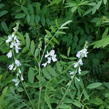 Attēlu rezultāti vaicājumam “Galega orientalis leaf”