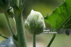 Attēlu rezultāti vaicājumam “Alcea rosea bud”