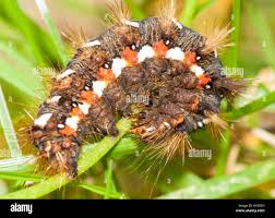 Attēlu rezultāti vaicājumam “Acronicta rumicis imago”