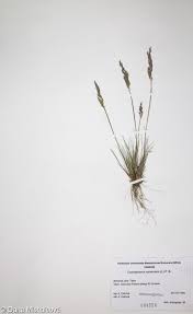 Attēlu rezultāti vaicājumam “Corynephorus canescens fruit”