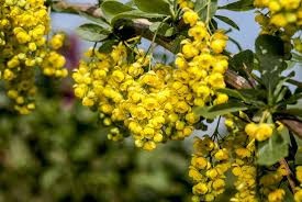 Attēlu rezultāti vaicājumam “Berberis vulgaris”