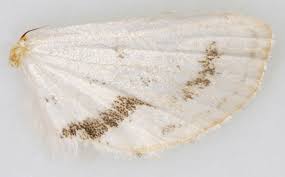 Attēlu rezultāti vaicājumam “Parapoynx stratiotata male”