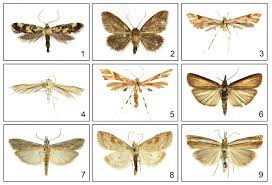 Attēlu rezultāti vaicājumam “Denisia similella”