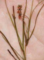 Attēlu rezultāti vaicājumam “Stuckenia filiformis flower”