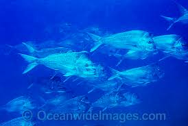 Image result for Pagrus auratus