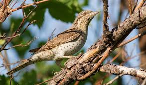 Image result for Jynx torquilla