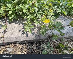 Attēlu rezultāti vaicājumam “Potentilla reptans flower”
