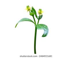 Attēlu rezultāti vaicājumam “Ranunculus sceleratus fruit”