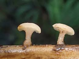 Attēlu rezultāti vaicājumam “Cudoniella clavus”