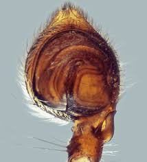 Attēlu rezultāti vaicājumam “Philodromus margaritatus”