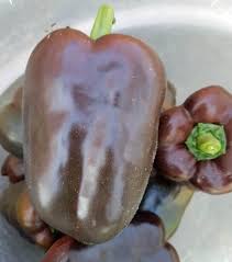 Afbeeldingsresultaat voor chocolate beauty sweet pepper