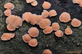 Attēlu rezultāti vaicājumam “Aleurodiscus amorphus”