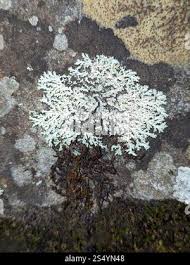 Attēlu rezultāti vaicājumam “Menegazzia terebrata”