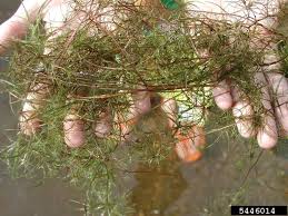 Attēlu rezultāti vaicājumam “Najas minor”