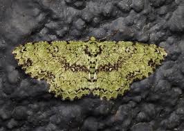 Attēlu rezultāti vaicājumam “Gelechia scotinella”